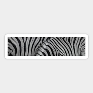 Zebra animal print in panorama. Sticker